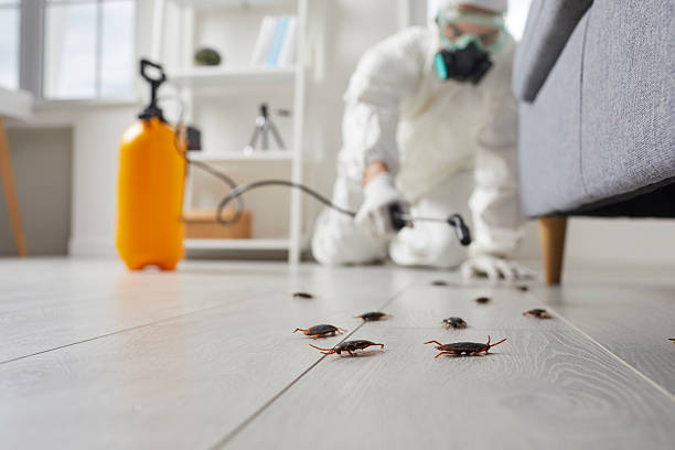 Trusted Rodent Control service in Middleborough Center, MA - Nex Pest Control